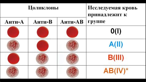 Группа крови и ее значение