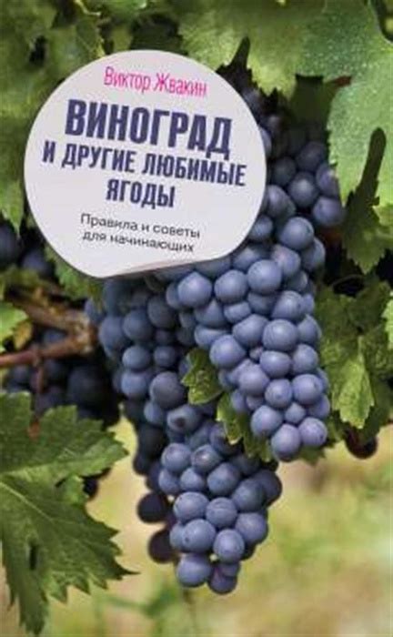 Девичьий виноград: советы и рецепты