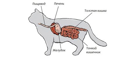 Действия лактозы на кишечник кота