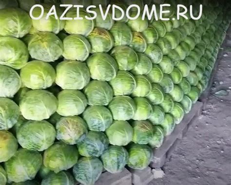 Длительность хранения капусты в погребе