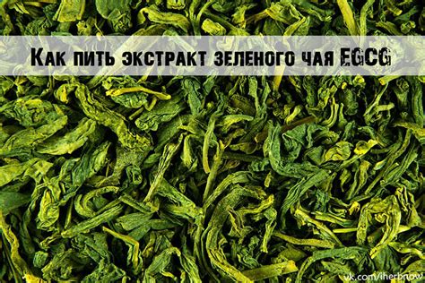 Дозировка зеленого чая на утро и его особенности