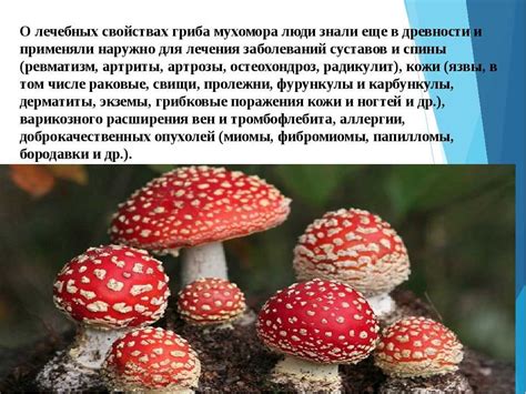 Доказательства в пользу прокариотного статуса грибов