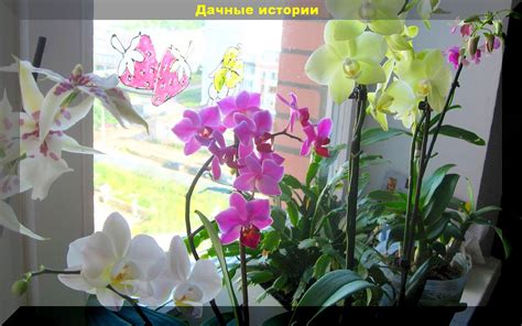 Дополнительные советы по использованию лимонного сока для ухода за орхидеями