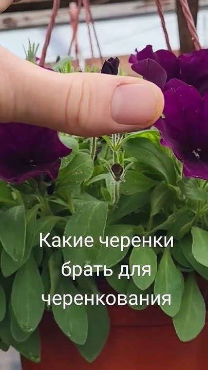 Другая важная причина черенкования петунии