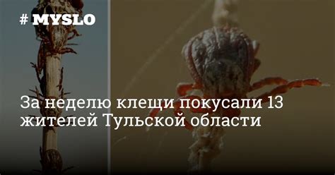 Енцефалитные клещи в Тульской области 2023