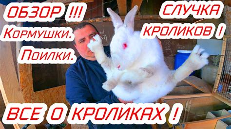 Забота о кроликах во время спаривания
