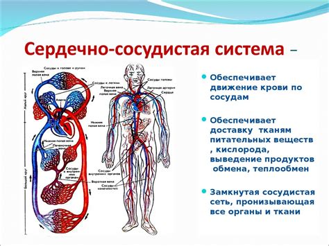 Забродившее вино и сердечно-сосудистая система