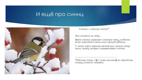 Запасы семечек у синиц на зиму
