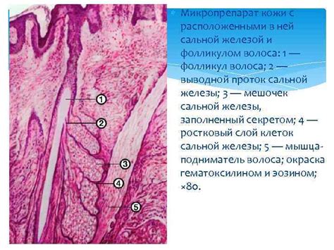 Защита и самоочищение: специфика работы сальных потовых желез у птиц