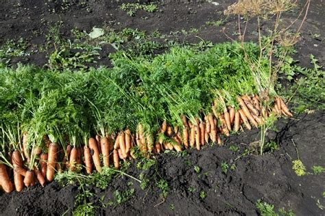 Защитная мульча из ботвы моркови: преимущества и правила использования