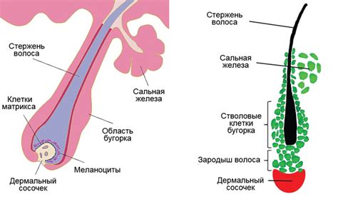 За что отвечают волосяные фолликулы