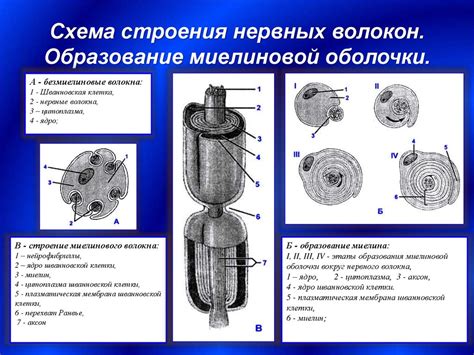 Значение миелиновой оболочки для организма