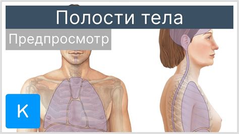 Значение полости тела