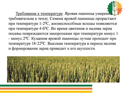 Значение пшеницы в рационе несушек