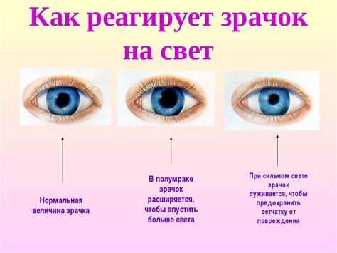 Значение размера и формы зрачков в контексте распознавания лжи
