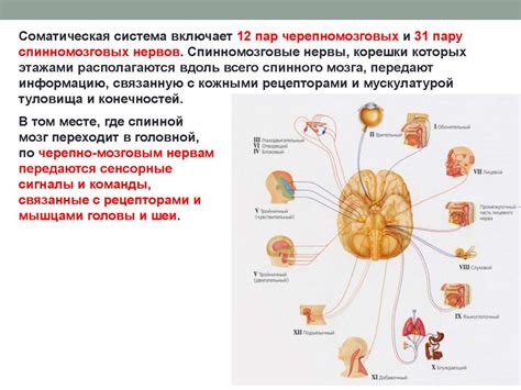 Значение соматической нервной системы
