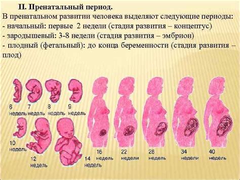 Значимость отца в формировании ребенка на стадии беременности