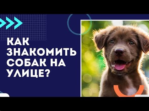 Значимость социализации собаки