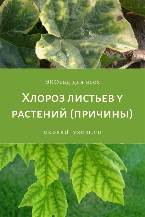 Избавление от поврежденных листьев и защита растения