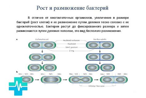 Избегание размножения бактерий