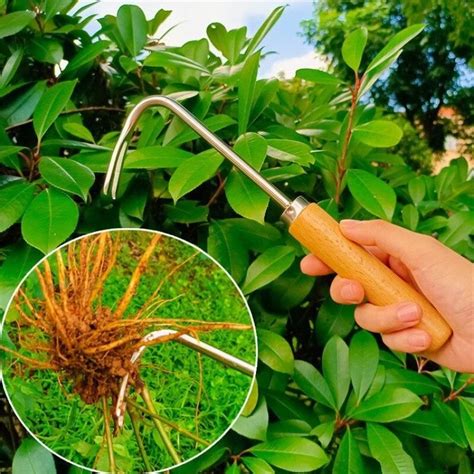 Инструменты для расправки корней