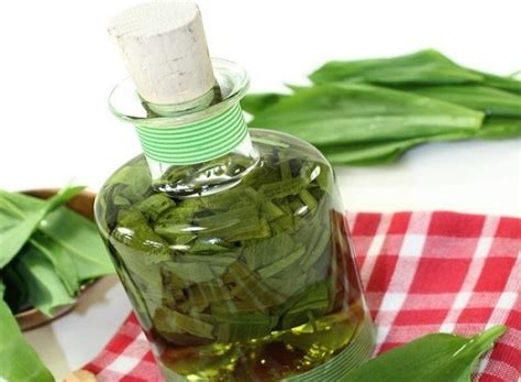 Использование замороженных листьев золотого уса в кулинарии