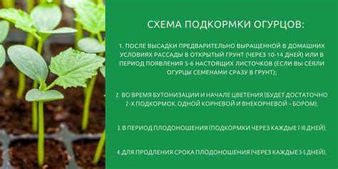 Итоги и рекомендации по употреблению огурцов в завтраке