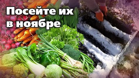 Какие культуры лучше откормить перегноем осенью