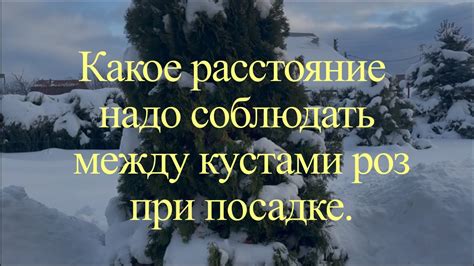 Какие правила необходимо соблюдать при посадке растений