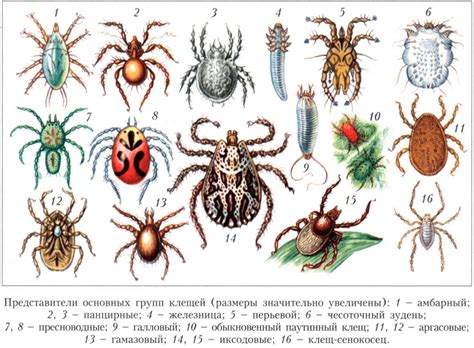 Какими бывают клещи и где они обитают