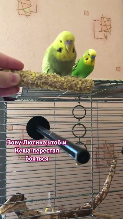 Как выбрать и оказать качественный уход птенцу