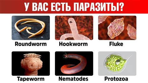 Как выявить наличие паразитов в организме