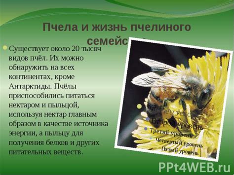 Как использовать мед в качестве пчелиного корма