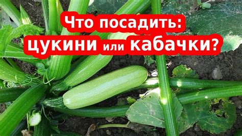 Как кабачки могут быть полезны для вашего кролика