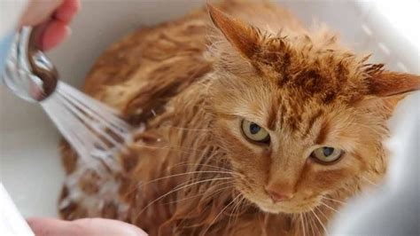 Как корректно мыть кота шампунем от вшей