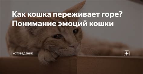 Как кошка переживает зиму в лесу: уникальные адаптации и полезные советы