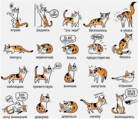 Как кошки переживают эмоции людей
