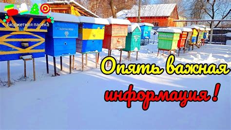 Как обеспечить безопасность и здоровье пчел зимой