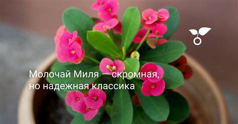 Как обеспечить оптимальные условия для выращивания молочая в спальне