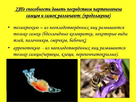 Как определить агрессивность самцов колюшки по цвету самок