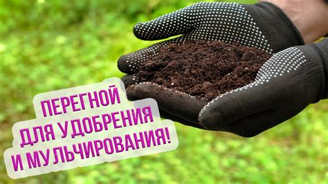 Как правильно вносить перегной в почву осенью