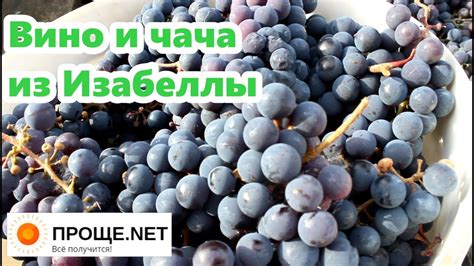 Как правильно выбрать ингредиенты для чачи