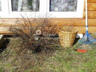 Как правильно собирать и хранить лапчатку кустарниковую