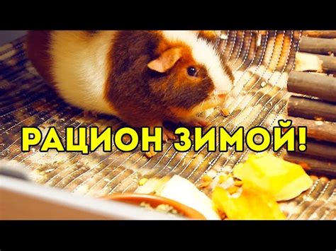 Как правильно составить рацион для вашей морской свинки