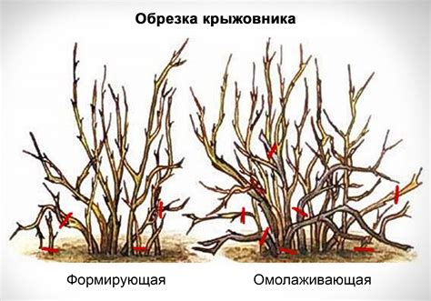 Как правильно увлажнять крыжовник осенью