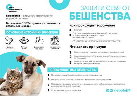 Как предотвратить заражение бешенством щенка