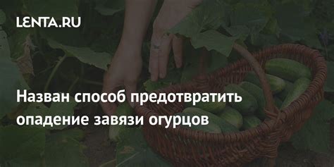 Как предотвратить опадение иголок: