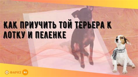 Как приучить терьера к лотку