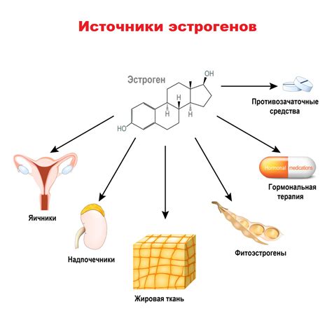 Как происходит выработка эстрогена и прогестерона