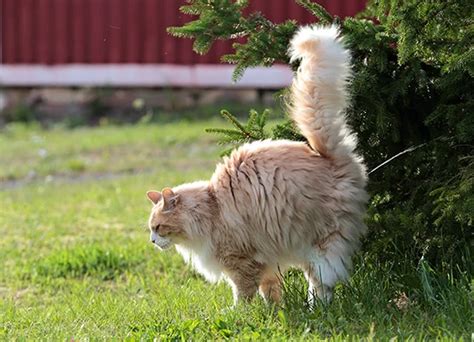 Как сохранять здоровье кота при охоте на мух